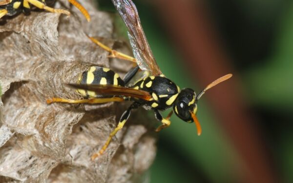 Patalpoje rastas 7 metrų skersmens vapsvų lizdas (foto, video)