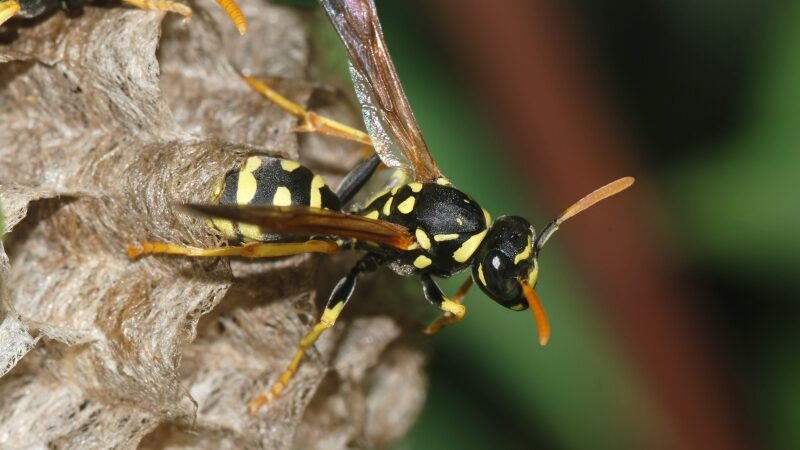 Patalpoje rastas 7 metrų skersmens vapsvų lizdas (foto, video)