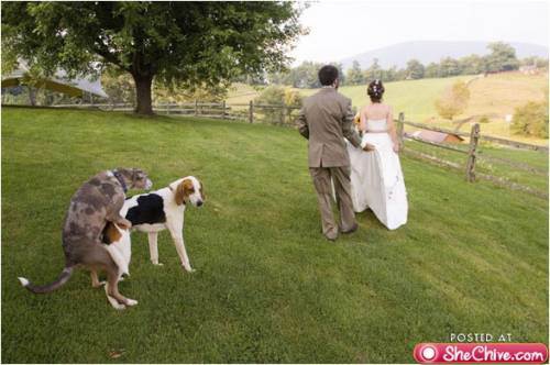 Juokingiausios vestuvių fotografijos (foto)