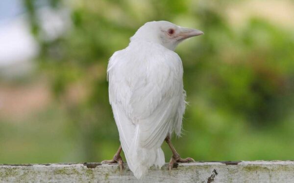 Menas pritapti arba kaip netapti balta varna biure! (I dalis)