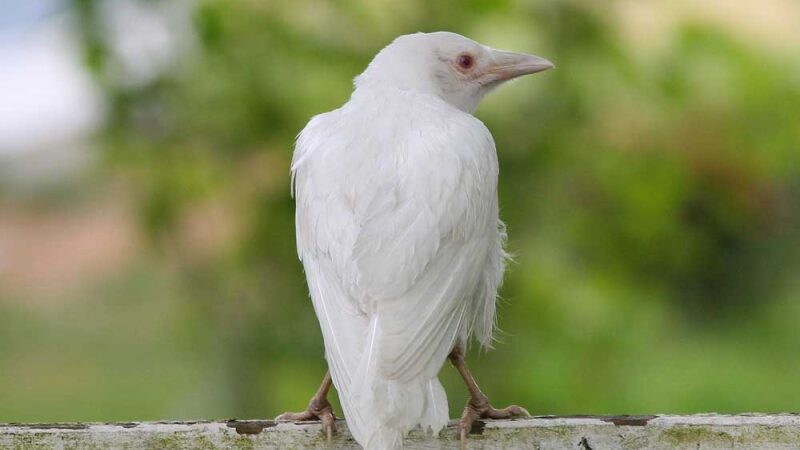 Menas pritapti arba kaip netapti balta varna biure! (I dalis)