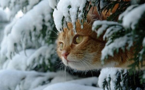 Savaitgalio orai: žiema prisnūs