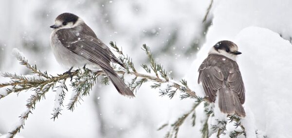Savaitgalį grįš žiema