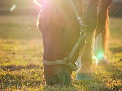Meno darbais bus gelbstimos žirgų gyvybės