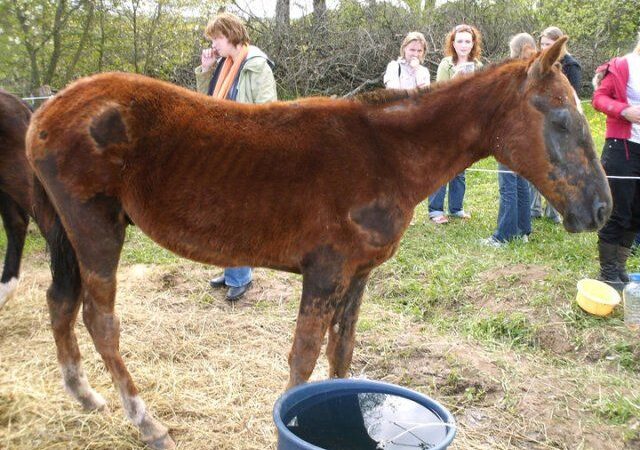 SOS – žirgų prieglaudos globotiniams ėmė trūkti maisto