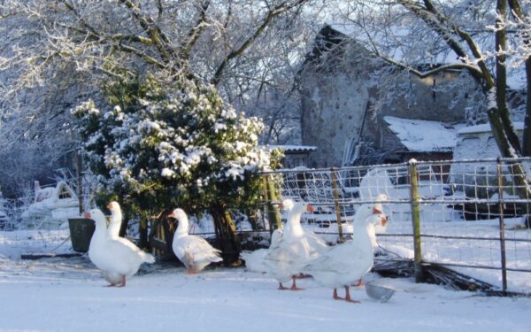 Savaitgalį prireiks kailinių ir kastuvo
