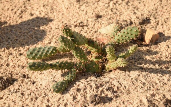 Kuriama pirmoji lauke žiemojančių sukulentų kolekcija Lietuvoje (foto)