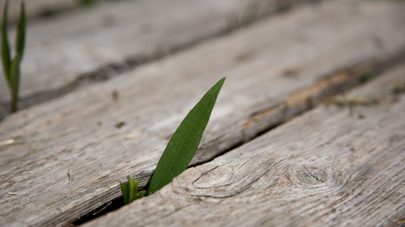 Kodėl mus ramina žalia spalva?