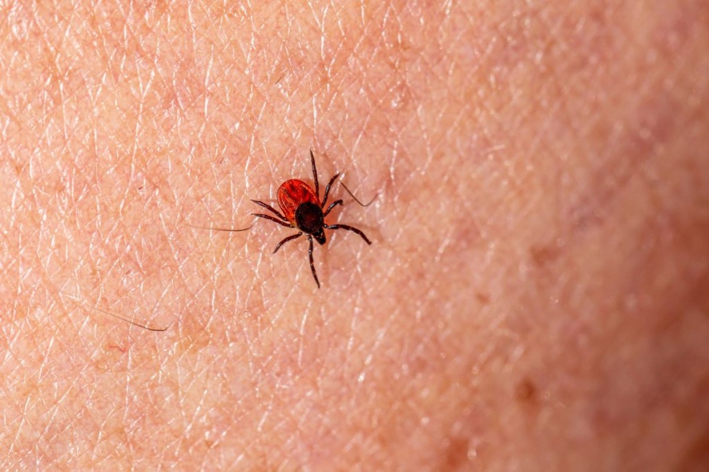 Erkė-ant-odos-erkinis-encefalitas - Laikas.lt Erkinis encefalitas ir prevencinės priemonės