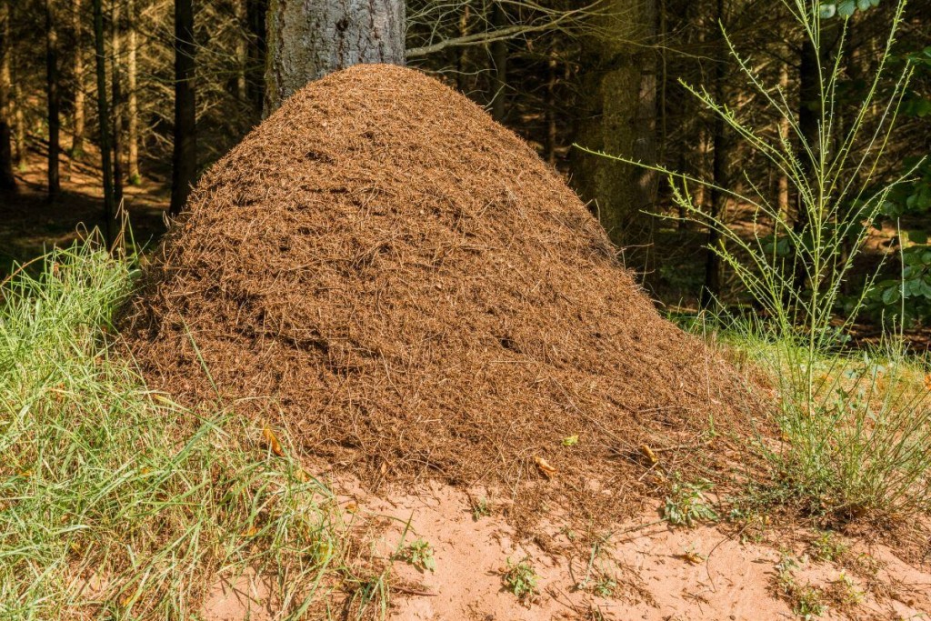 Apsauga-nuo-erkių-erkės-bijo-skruzdžių-rūgšties - Laikas.lt Apsauga nuo erkių. Erkės bijo skruzdžių rūgšties