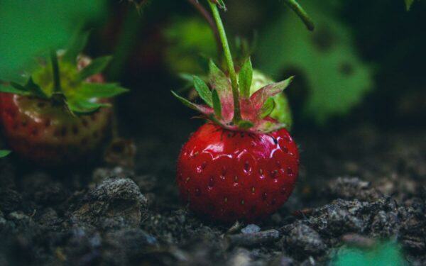 Atlikite šiuos dalykus rugsėjį ir kitąmet jūsų braškės užderės dvigubai