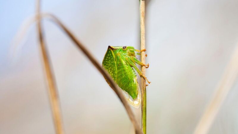 Lietuvoje ir vėl rastas mūsų kraštams nebūdingas vabzdys