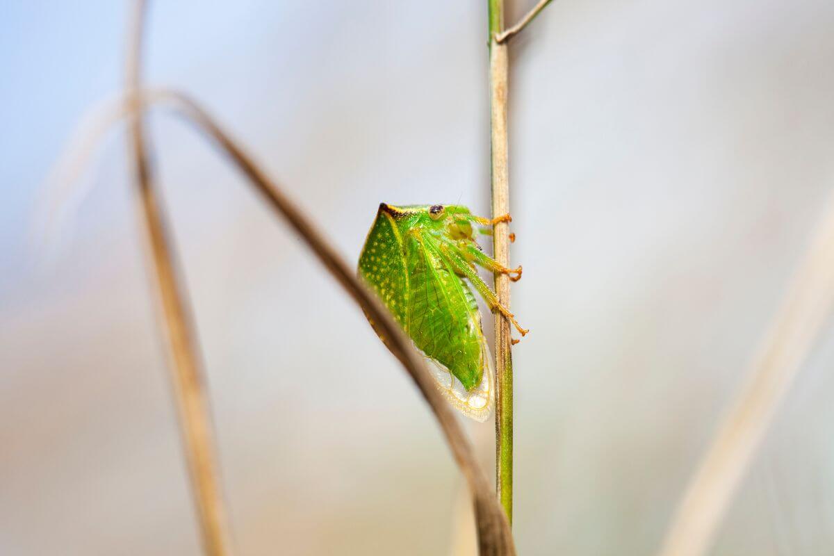 Kuprotosios cikados netikėtas radinys Lietuvoje