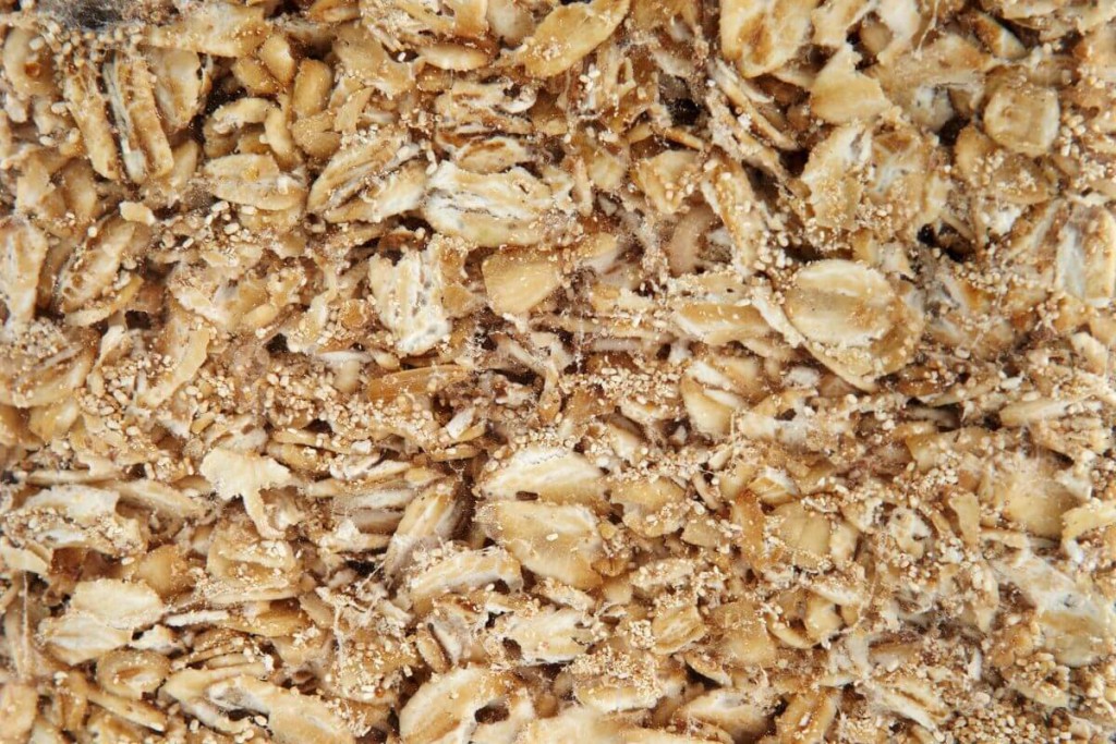 Maistinės kandys kaip su jomis kovoti. Maistinių kandžių užkrėstas maistas