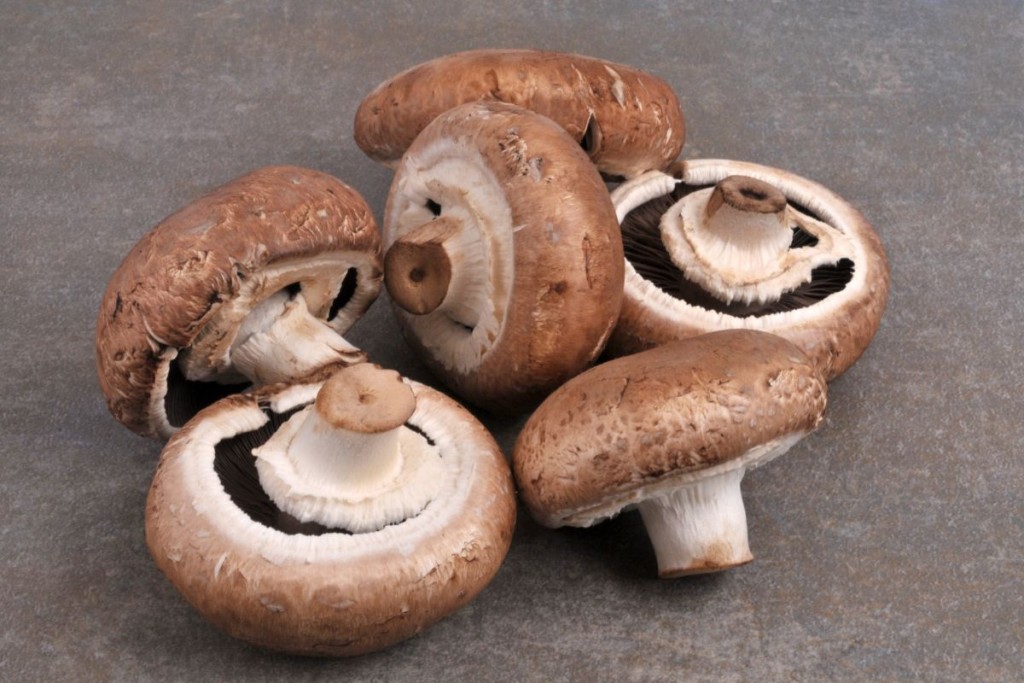 Valgomi grybai. Portobello