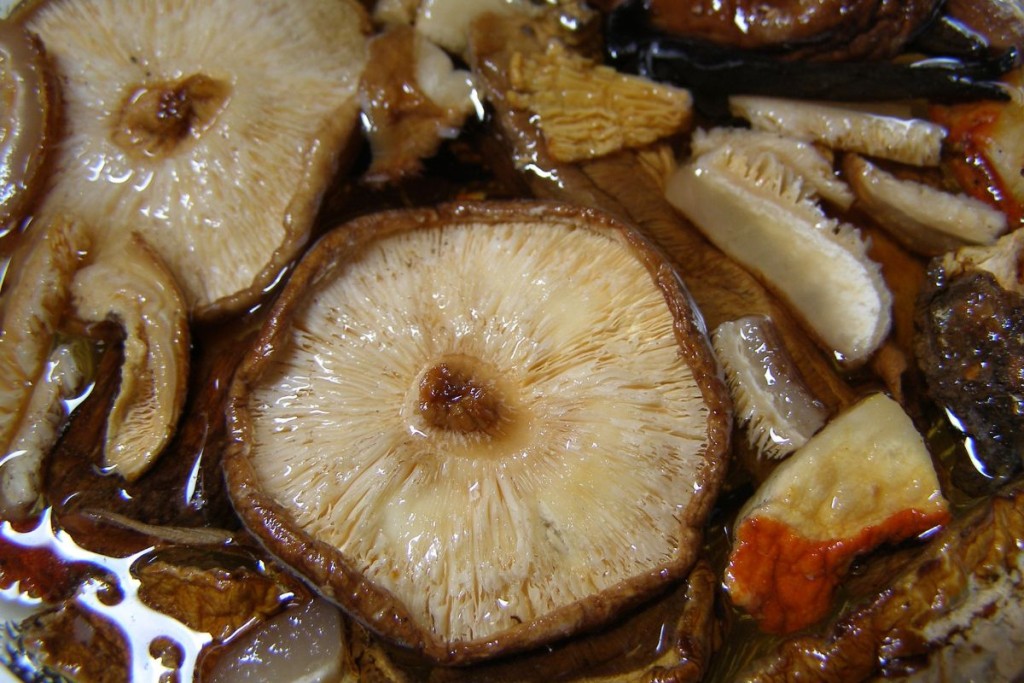 Valgomi grybai. Shitake