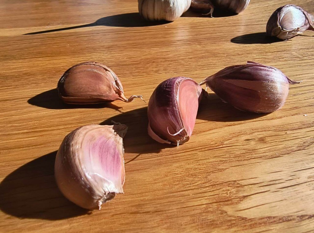 Žieminis česnakas kaip sodinti. Česnako skiltelės. Žieminiai česnakai.