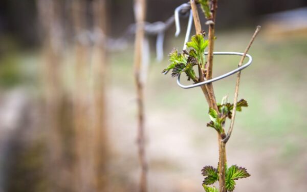 Pasak ekspertų – dabar tinkamiausias metas genėti avietes. Rekomenduoja nedaryti šios klaidos