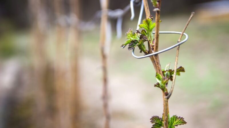 Pasak ekspertų – dabar tinkamiausias metas genėti avietes. Rekomenduoja nedaryti šios klaidos