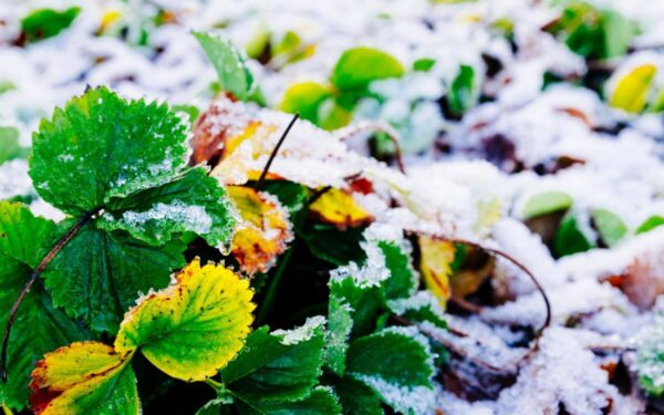 Pasak patyrusių sodininkų – tai geriausias būdas paruošti braškes žiemai ir kitų metų derliui