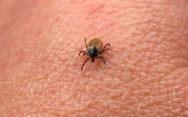 Atsako ekspertai: ar erkės atvėsus orams vis dar aktyvios?