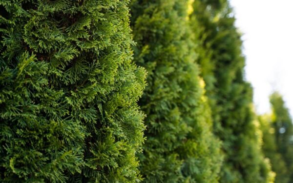 Ruduoja tujos? Pasak specialistų štai, ką reikia daryti