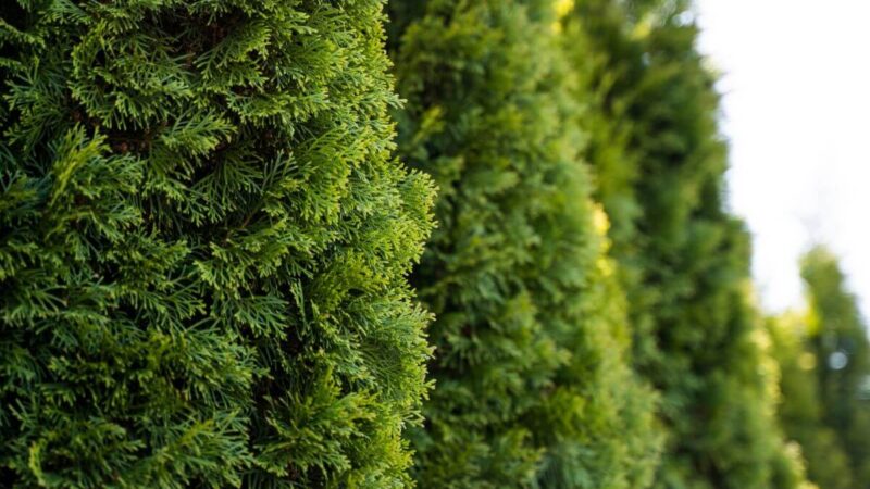 Ruduoja tujos? Pasak specialistų štai, ką reikia daryti