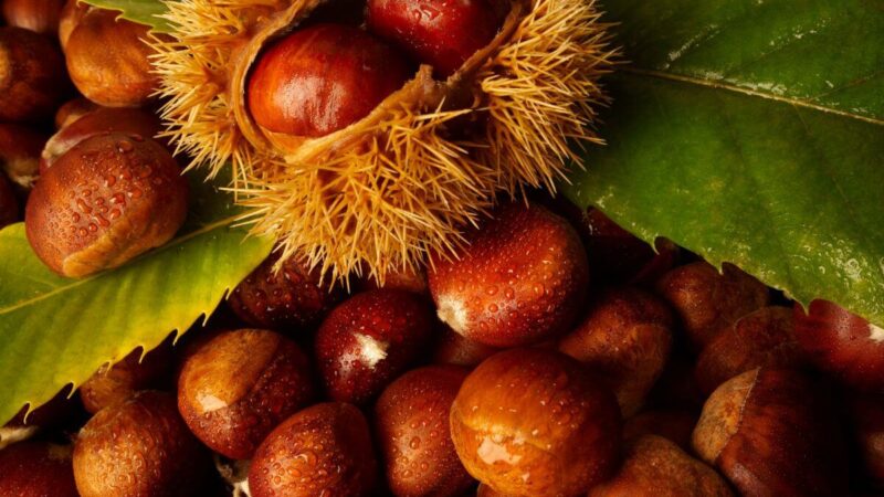 Šis triukas su kaštonais padės atsikratyti nemalonios problemos namuose