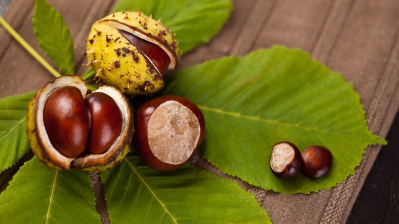 Kaštonai skalbimui: natūrali ir veiksminga priemonė padės sutaupyti pinigų