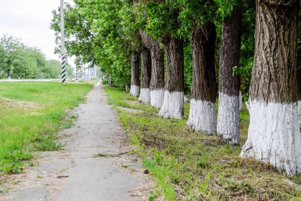 Medziu-balinimas-kada-geriausia-balinti - Laikas.lt Medžių balinimas. Kada geriausia balinti?