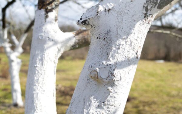 Medžių balinimas rudenį: sodo ekspertai pasakė, kada tinkamiausias metas