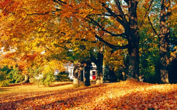 Sodo ekspertas: neskubėkite išmesti nukritusių lapų, geriau panaudokite šiems tikslams