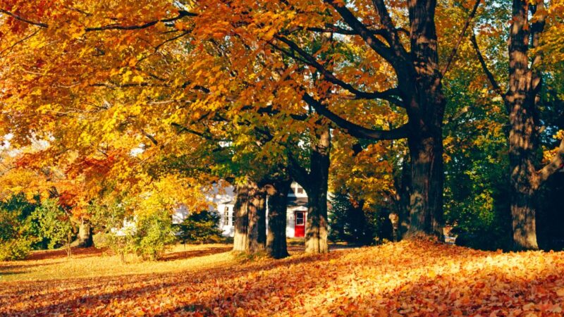 Sodo ekspertas: neskubėkite išmesti nukritusių lapų, geriau panaudokite šiems tikslams