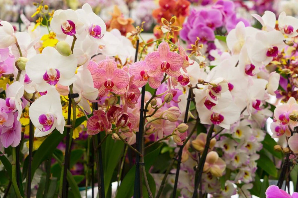 Orchidejos-kaip-priziureti-ziedu-gausa - Laikas.lt Orchidėjos - kaip prižiūrėti. Žiedų gausa
