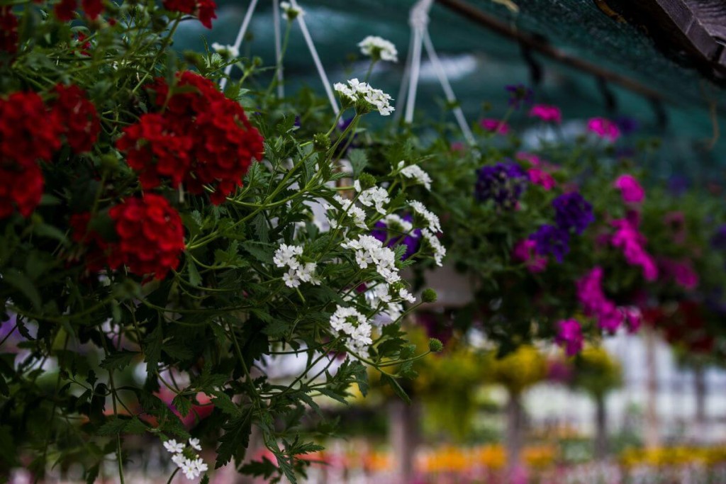 Pelargonijos-paruosimas-ziemai - Laikas.lt Pelargonijos paruošimas žiemai.