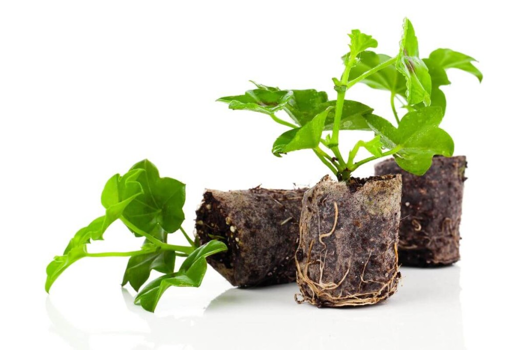 Pelargonijos-paruosimas-ziemai-dregnos-saknys - Laikas.lt Pelargonijos paruošimas žiemai. Drėgnos šaknys