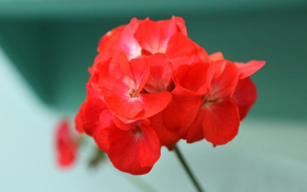 Patyrę sodininkai pasidalijo, kas padės pelargonijas išsaugoti per žiemą