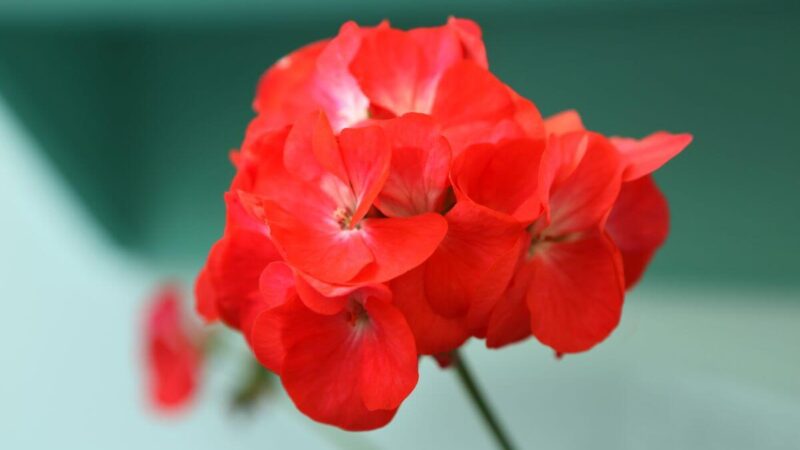 Patyrę sodininkai pasidalijo, kas padės pelargonijas išsaugoti per žiemą