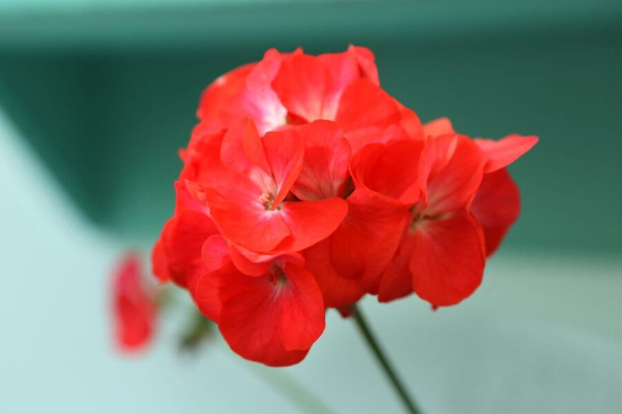 Pelargonijos paruošimas žiemai. Kaip išsaugoti?