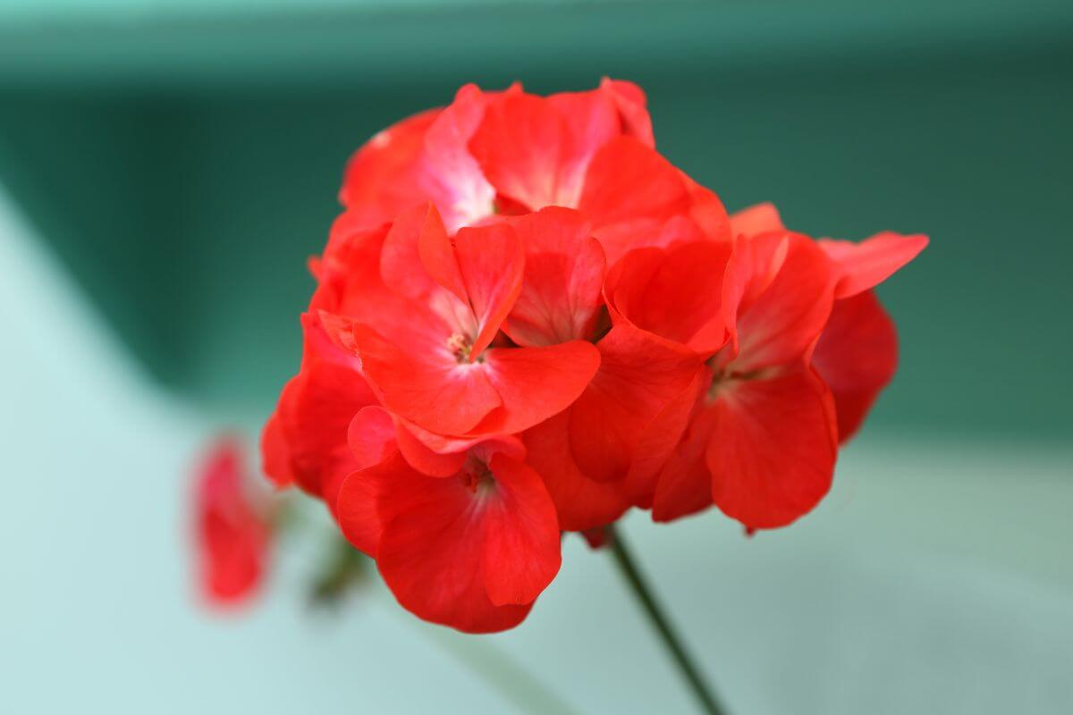 Pelargonijos paruošimas žiemai. Kaip išsaugoti?