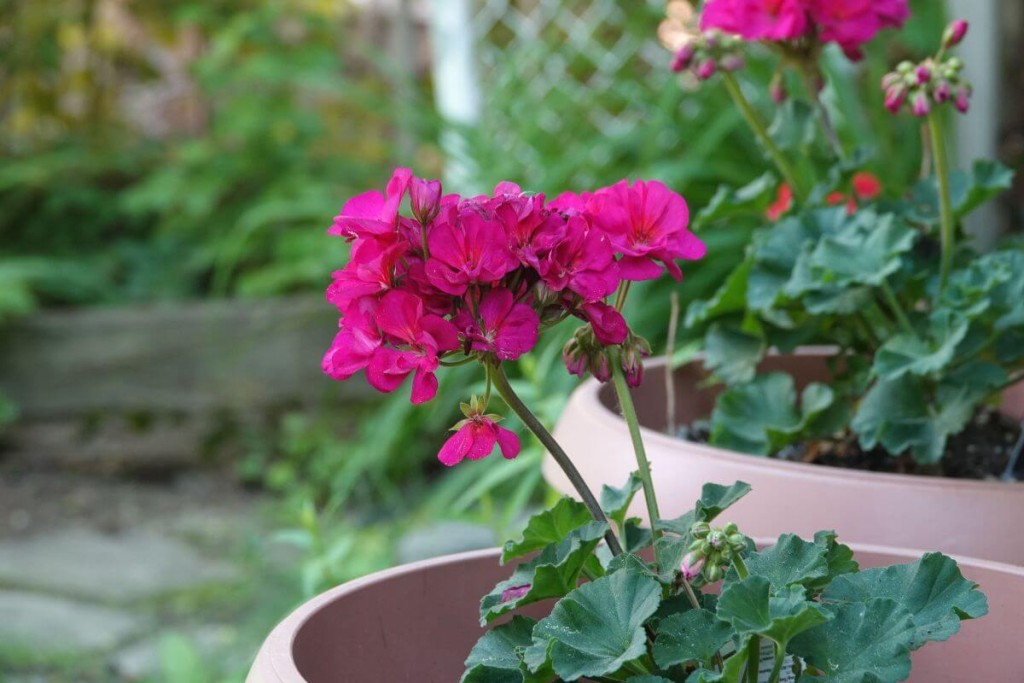 Pelargoniju-dauginimas-rudeni - Laikas.lt Pelargonijų dauginimas rudenį