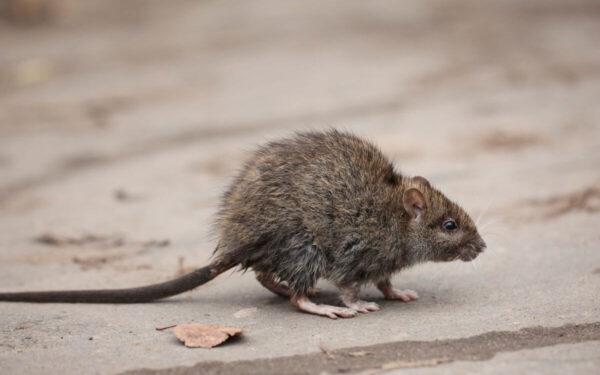 Ekspertai pataria pasinaudoti šiuo metodu, kad išvytumėte peles bei žiurkes iš savo vasarnamių