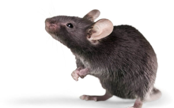 Pasidalijo greičiausiu būdu atsikratyti pelių ir žiurkių be jokių nuodų