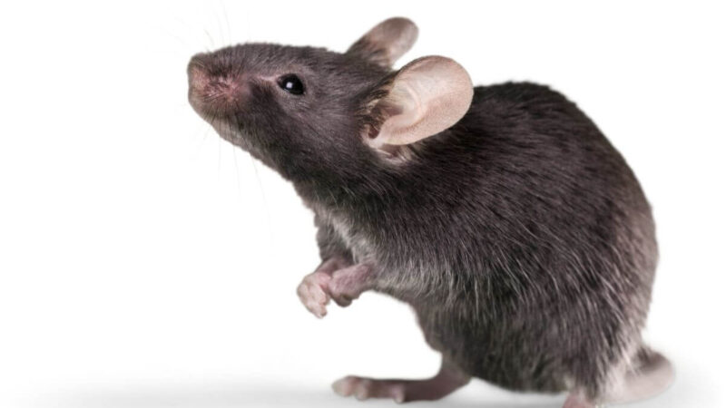 Pasidalijo greičiausiu būdu atsikratyti pelių ir žiurkių be jokių nuodų
