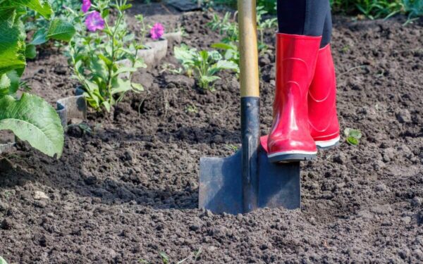 Norite rekordinio derliaus? Sodininkystės ekspertai pataria užkasti juos į žemę dar šį spalį!