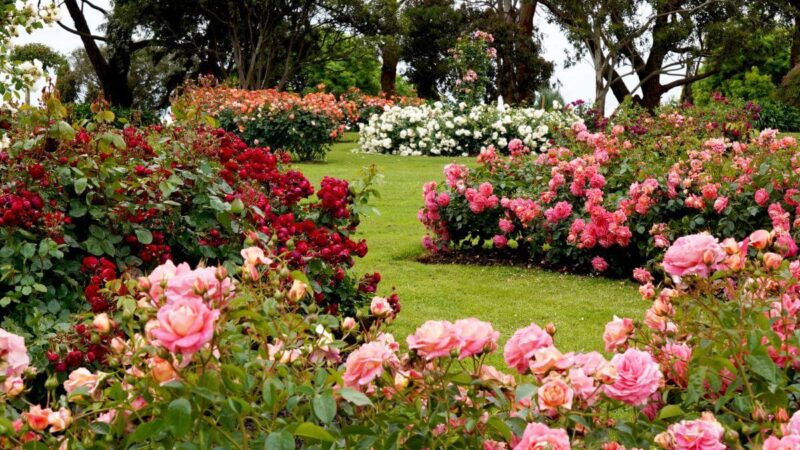 Rožių paruošimas žiemai: gėlių auginimo ekspertas primena kokių klaidų geriau nedaryti