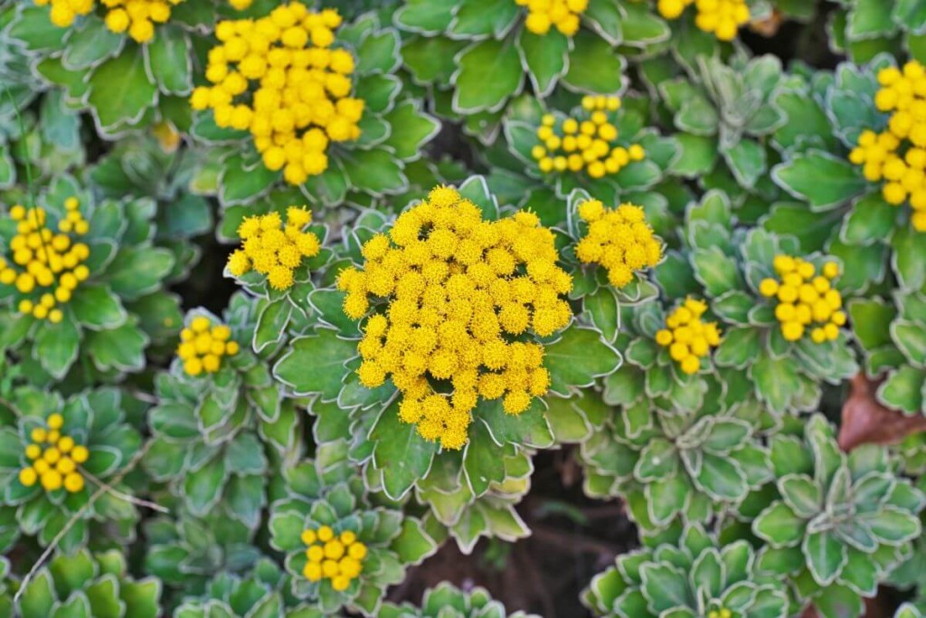 Rudens-geles-ajania - Laikas.lt Rudens gėlės. Ajania