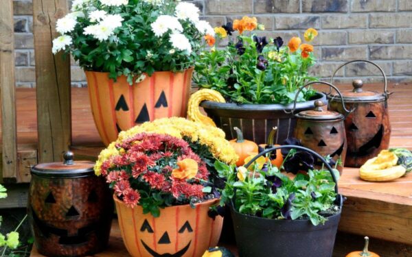 Rudenį dar norisi pasidžiaugti gėlėmis? Šioms 11-kai gėlių pirmos šalnos nebaisios