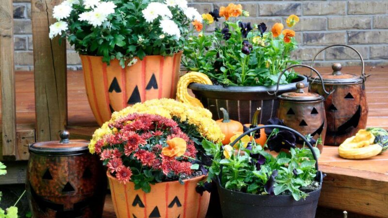 Rudenį dar norisi pasidžiaugti gėlėmis? Šioms 11-kai gėlių pirmos šalnos nebaisios