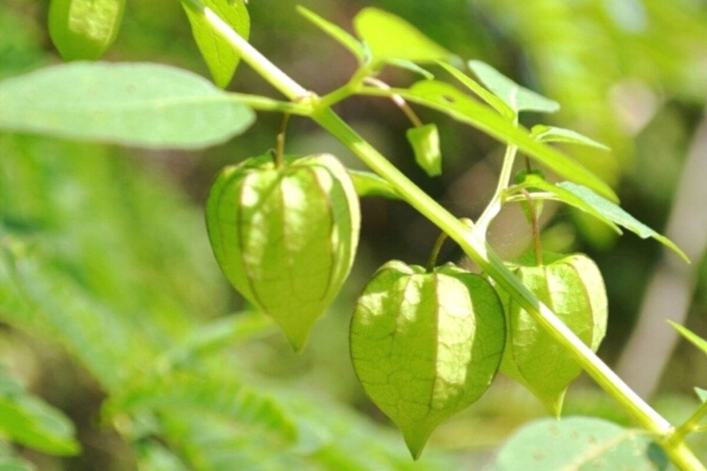 Rudens-geles-peruvine-dumplune - Laikas.lt Rudens gėlės. Peruvinė dumplūnė